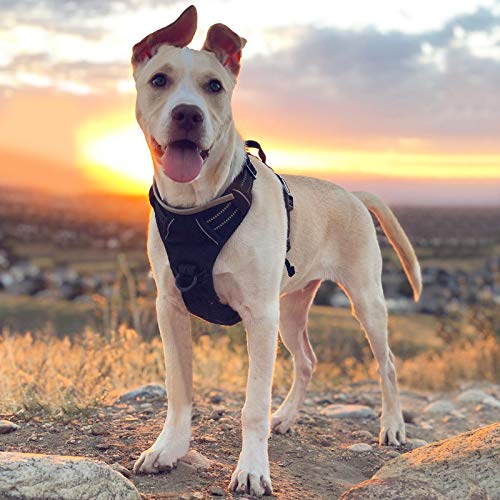 Rabbitgoo Dog Harness, No-Pull Pet Harness with (2 Leash Clips), Adjustable Soft Padded Vest (Reflective, No-Choke, Oxford), Easy Control Handle for Large Dogs, Black, L