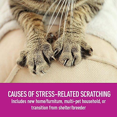 Feliway Diffuser Refills for Cats & Kittens (2 Pack) by Comfort Zone